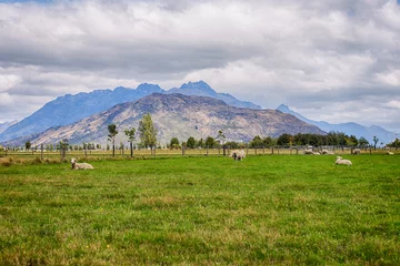 Foto op Canvas Picture of grazing sheep on a meadow, South Island New Zealand © Lab_Photo