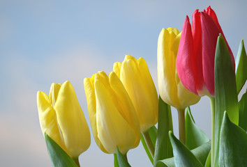 Gelbe und rote Tulpen mit Himmel