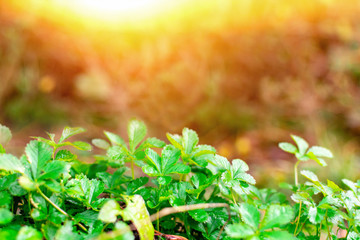 Thickets of fresh green wild grass with wet leaves close-up. Early morning in the forest in a meadow with sunbeams at sunrise. Natural sunny garden background, copy space.