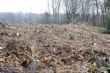 gefällte Bäume in Wald // Waldsterben