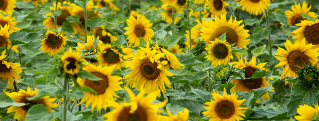 Fototapeta na wymiar Large beautiful field of sunflowers