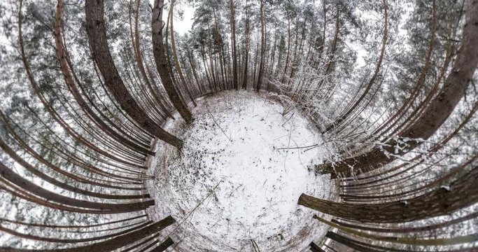 Little planet Transformation with curvature of space. full flyby panorama with rise up into the sky of a winter landscape in pine forest