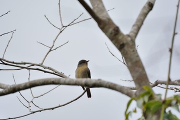 Rufous-bellied Blue Flycatcher,Female bird (Niltava vivida) 