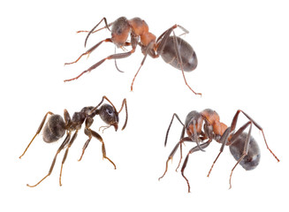 three brown isolated ants