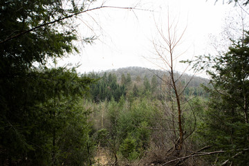 Bäume Aussicht in Wald