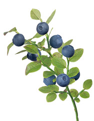 blueberry eight dark berries small branch