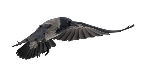 large flying grey crow on white