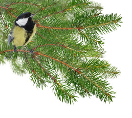 great tit and green fir branches isolated on white