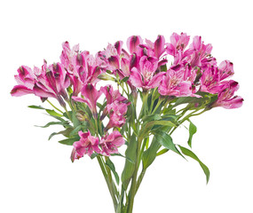 bunch of pink freesia flowers isolated on white
