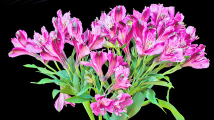 bunch of pink freesia flowers isolated on black