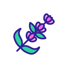 Lavender flower icon vector. Thin line sign. Isolated contour symbol illustration