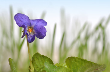 Veilchen in Nahaufnahme