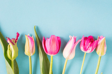 Frame of purple and pink tulips on light blue background.Space for text, flat lay