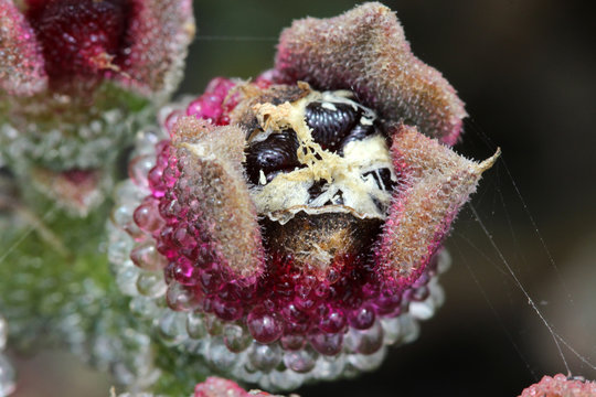 KRISTALLMITTAGSBLUME