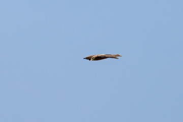 Yellow billed Kite
