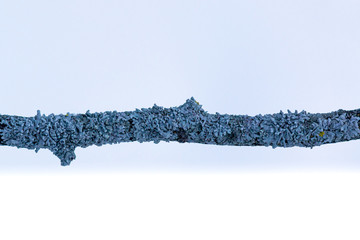 blue lichen on a tree branch