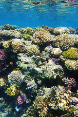 coral reef in Red Sea