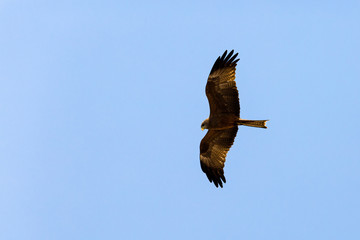 Fototapeta premium Yellow billed Kite