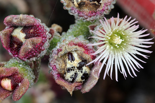 KRISTALLMITTAGSBLUME