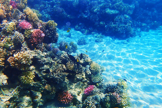 coral reef in Red Sea