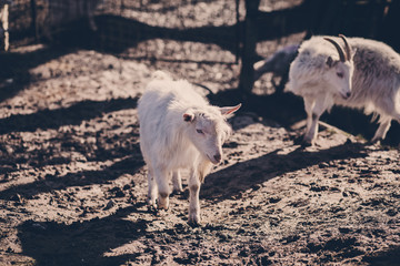 goat with fluffy fur walks on nature in the park and the village