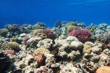 Fototapeta na wymiar coral reef in Red Sea