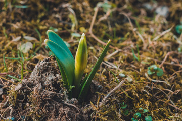 the first delicate little spring leaves that barely look from the ground.