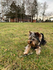 Young yorkshire terrier at park