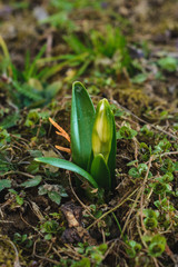 closeup of small leaves of spring crocuses, barely visible buds.