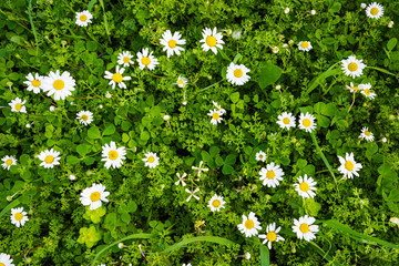 Top View Of Beautiful Scenery Of Daisy Flower Meadow In Spring Season. Green Grass Background Or...