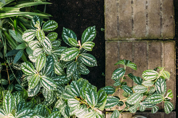 close up of plants in pots at greenhouse