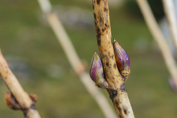 Spring little buds on the branches of flower bushes.