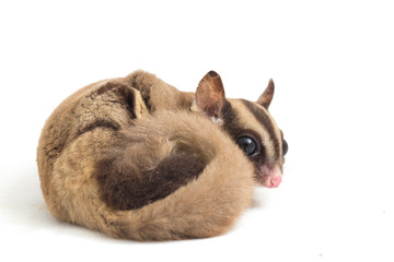 Sugar glider - Petaurus breviceps isolated on white background