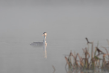 The great crested grebe (Podiceps cristatus) . 