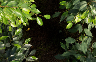 gardening, planting and flora concept - close up of plant ficus benjamina in pots at greenhouse