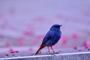 Lead metal color brook bird (Phoenicurus fuliginosus) in Taiwan stream.
