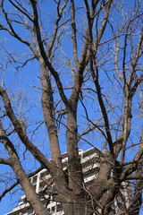 椚木の枯れ木とマンションと青空