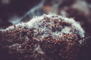 Fungus on old coffee ground for the background.