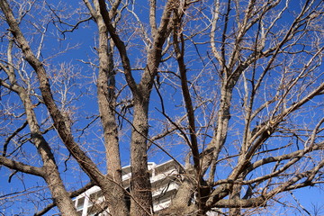 椚木の枯れ木とマンションと青空