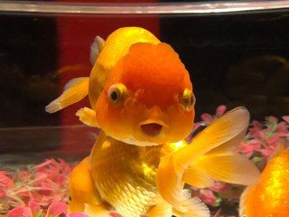 日本の美しい金魚