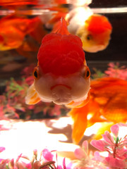 日本の美しい金魚