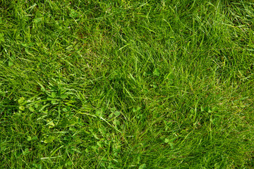 Green Grass Lawn Or Meadow As Texture Or Background. Top View