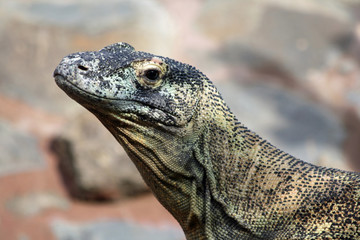 Komodowaran
