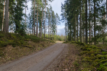 Fototapeta na wymiar Bright forest with a winding gravel road