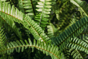 gardening, planting and flora concept - close up of fern at greenhouse. floral background
