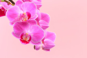 Pink orchid close up view on pastel pink  background. - Image