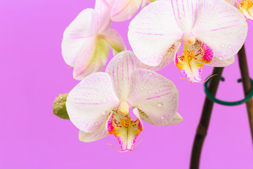 white orchid close up view on pastel pink  background. - Image