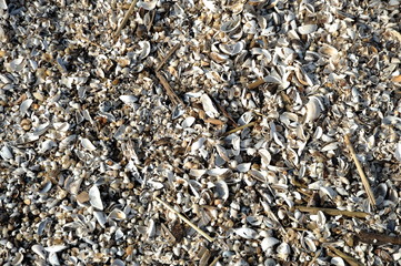 Strandgut in Altwarp am Stettiner Haff