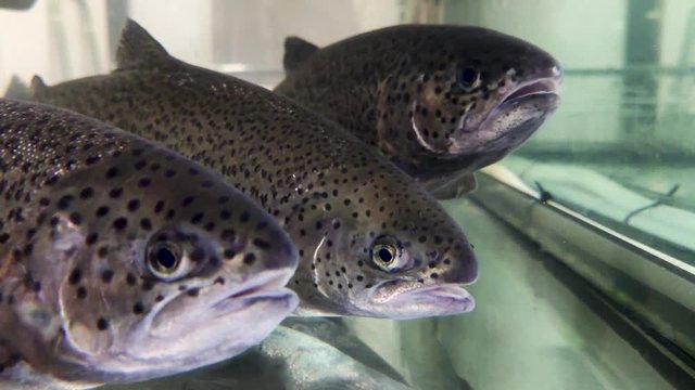 Closeup of river trout swims in the water. Macro video of rainbow trout - the head, scales and eyes of the fish are clearly visible.