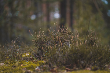 Heather in Winter Forest